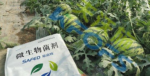 西瓜用微生物菌劑，能達(dá)到什么效果？