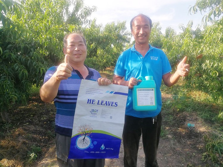 桃樹(shù)根腐不可怕，怕的是不用水溶肥治療！