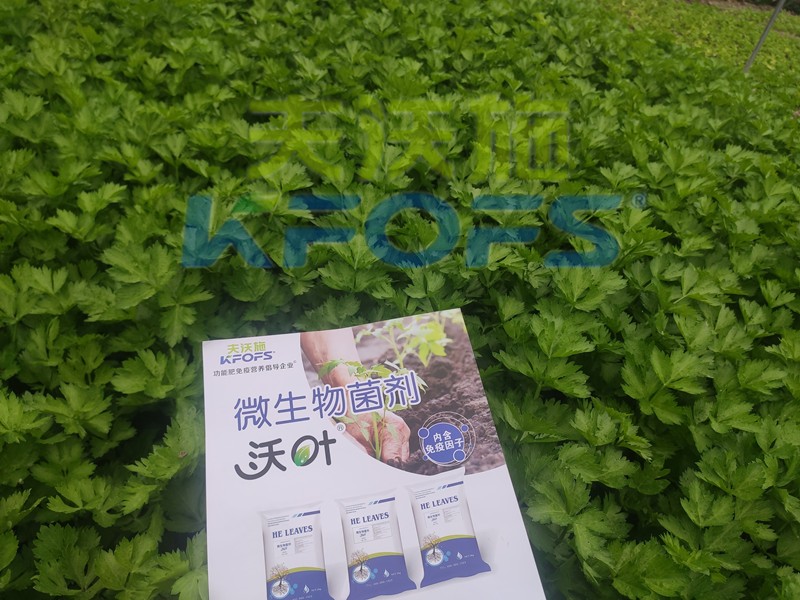 芹菜用什么肥料長的快？菜農(nóng)推薦這款！