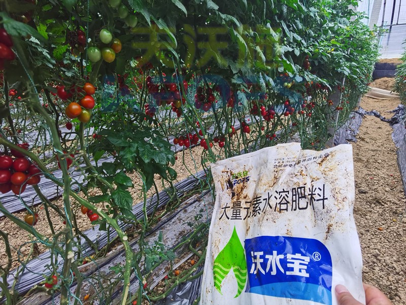 大量元素水溶肥-小番茄用沃水寶大量元素.jpg