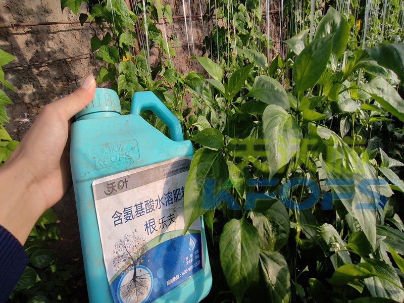 生根水溶肥-辣椒用沃葉根樂夫水溶肥 .jpg