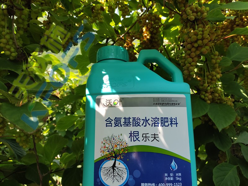 顆粒水溶肥-土豆用沃葉顆粒水溶肥效果.jpg