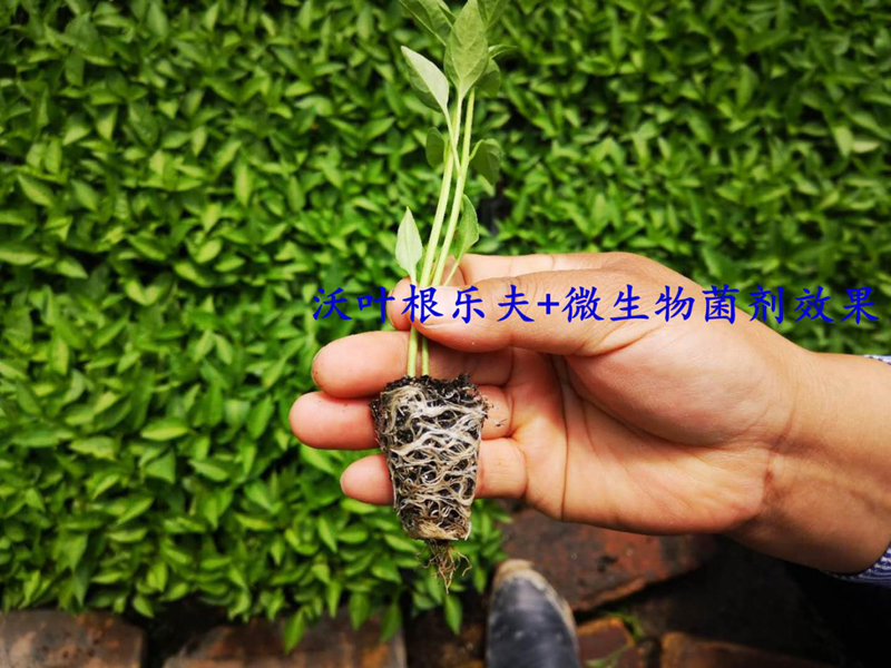 水溶肥-辣椒用沃葉根樂(lè)夫+菌劑效果.png