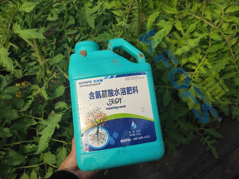 水溶肥-番茄用沃葉水溶肥效果.jpg