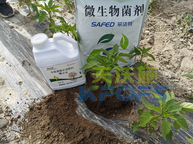 水溶肥-辣椒用采法特菌劑+根沃多生根劑.jpg