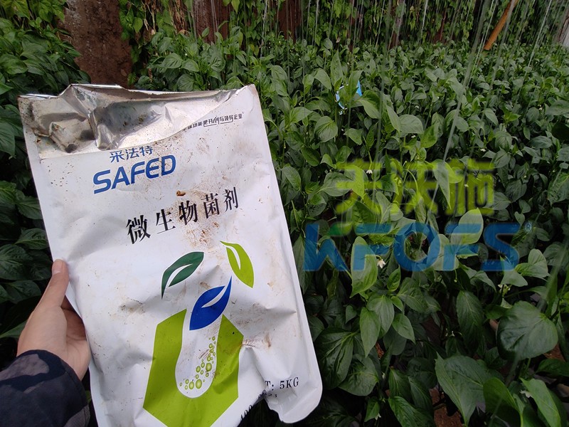 微生物菌劑-辣椒用采法特微生物菌劑效果.jpg