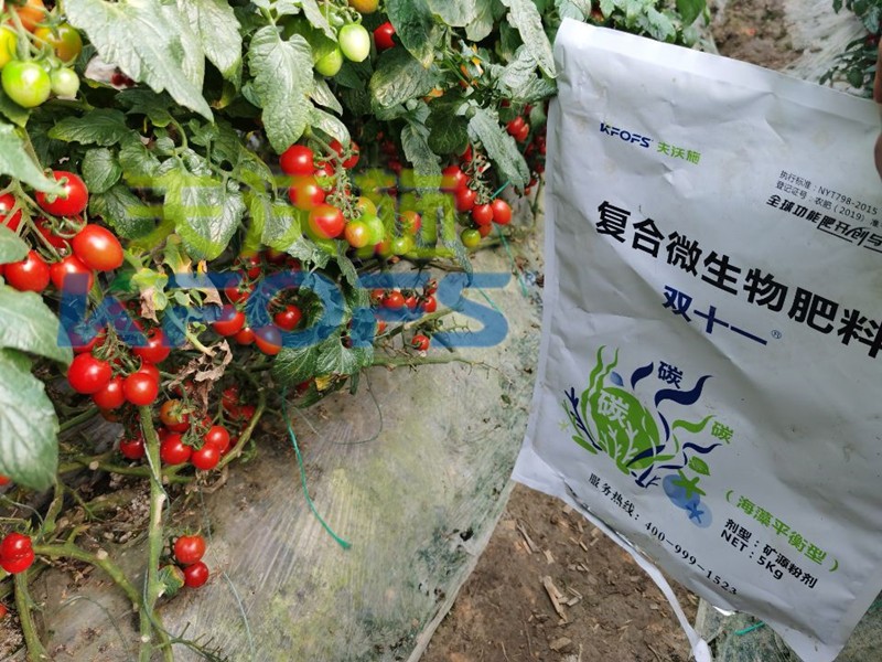 復合微生物肥料-番茄用雙十一復合微生物肥料效果.jpg