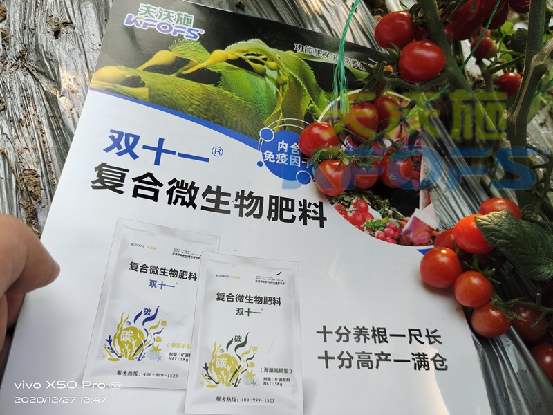 復合微生物肥料-番茄用雙十一復合微生物肥料效果.jpg