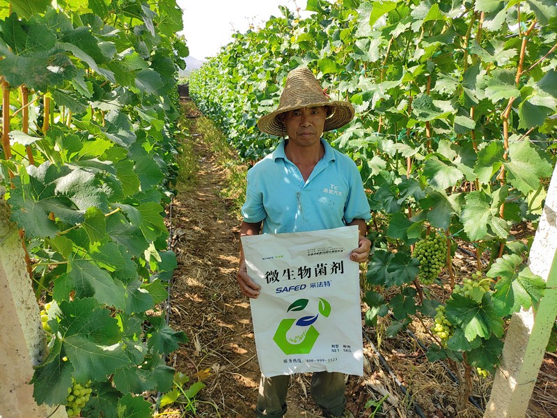 微生物菌劑-葡萄用采法特微生物菌劑效果.jpg