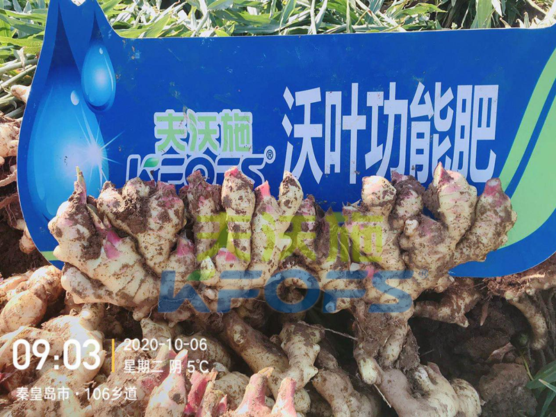 水溶肥-大姜用沃葉水溶肥效果2.png