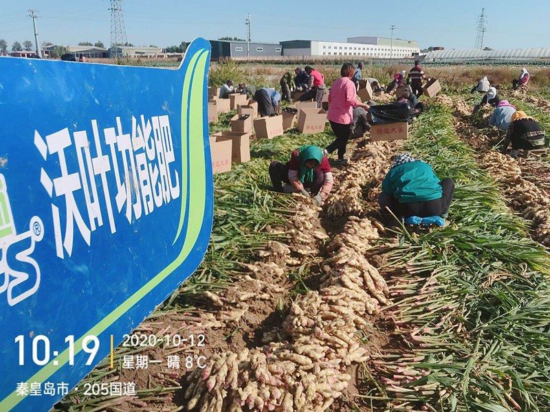 水溶肥-大姜用沃葉水溶肥效果.jpg