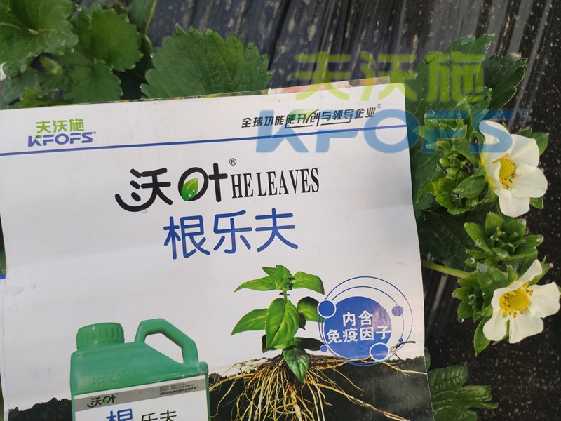 水溶肥-草莓用沃葉水溶肥效果.jpg