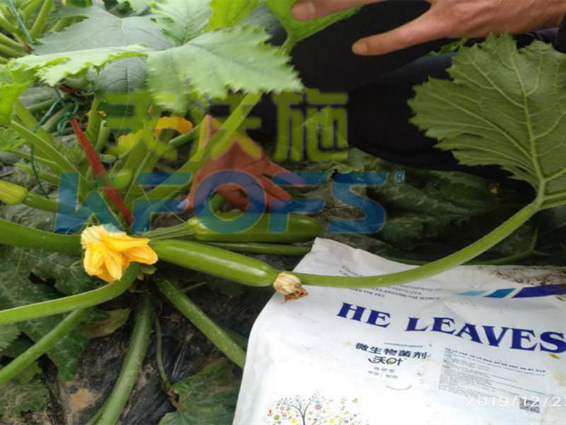 微生物菌劑-西葫蘆用沃葉微生物菌劑.png