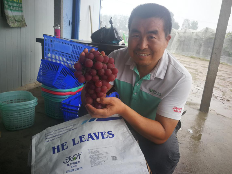 沖施肥-葡萄用沃葉微生物菌劑效果.png