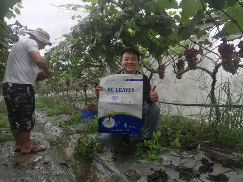 微生物菌劑-葡萄用沃葉微生物菌劑效果.png