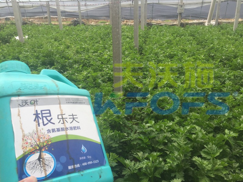 生根劑-芹菜用沃葉根樂夫生根劑效果.jpg