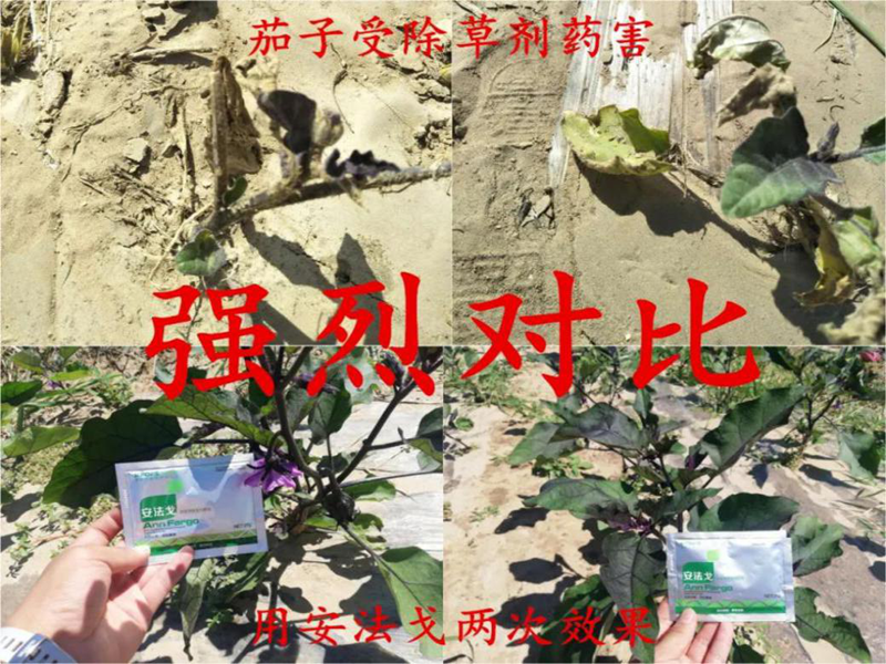 茄子藥害用安法戈前后對(duì)比.png