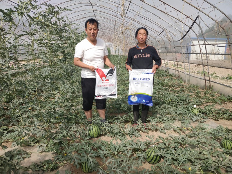 大量元素水溶肥-西瓜用沃葉大量元素水溶肥效果1.jpg