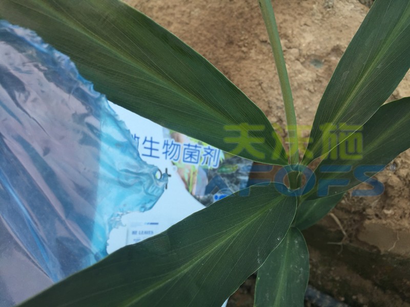 微生物菌劑-大姜用沃葉菌劑水溶肥料.jpg