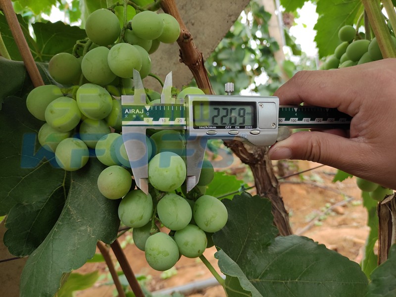 水溶肥-紅提用采法特大量元素水溶肥效果1.jpg