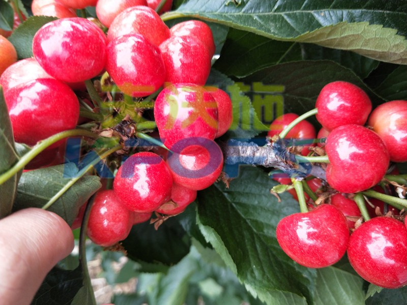 氨基酸水溶肥在果樹(shù)上使用有什么功效與作用？