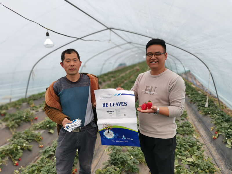 草莓用什么水溶肥好-沃葉微生物菌劑.png