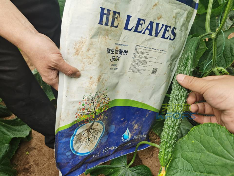 微生物菌劑哪個牌子好-沃葉微生物菌劑黃瓜1.png