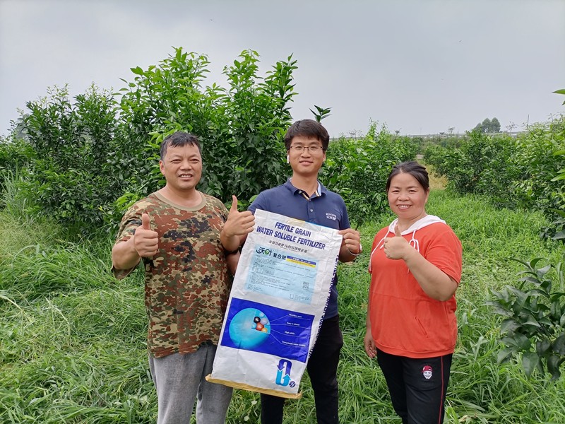 顆粒水溶肥-柑橘用沃葉顆粒水溶肥效果.jpg