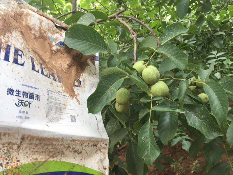 微生物菌劑—核桃用沃葉微生物菌劑效果1.png