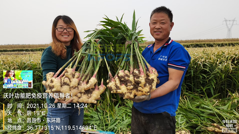 種大姜用什么肥料好？姜農(nóng)區(qū)都愛用沃葉！