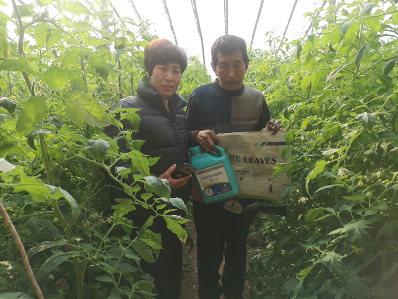 西紅柿種植技術(shù)與管理，就看這篇！