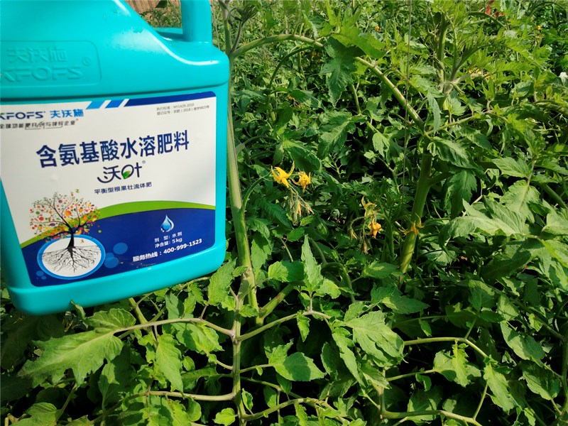 水溶肥-番茄沖施沃葉氨基酸水溶肥效果1.jpg