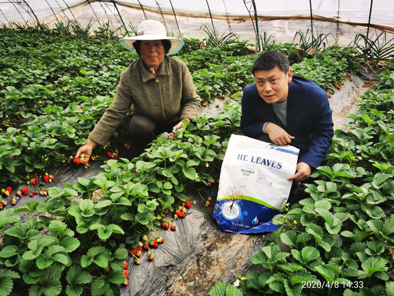 草莓結(jié)果期施什么肥好