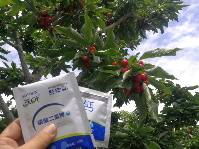 櫻桃種植管理過程中，保花保果五大技術(shù)要點(diǎn)