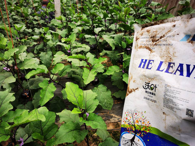 微生物菌劑-茄子用沃葉微生物菌劑效果.png