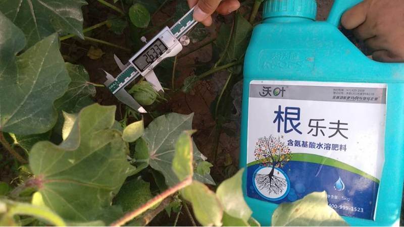 生根劑-棉花用沃葉根樂夫生根劑效果1.png