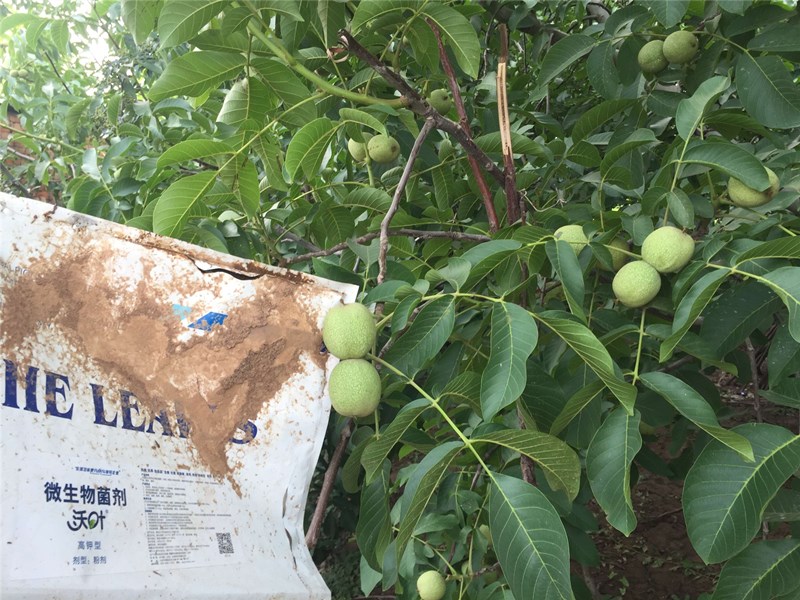 菌劑-核桃用沃葉微生物菌劑效果1.jpg