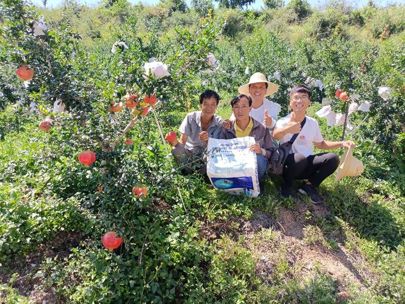 顆粒水溶肥-石榴用沃葉顆粒水溶肥效果.jpg