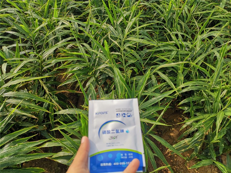 大姜用什么沖施肥塊莖膨大快?