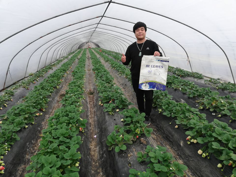 水溶肥-草莓用沃葉水溶肥效果.png