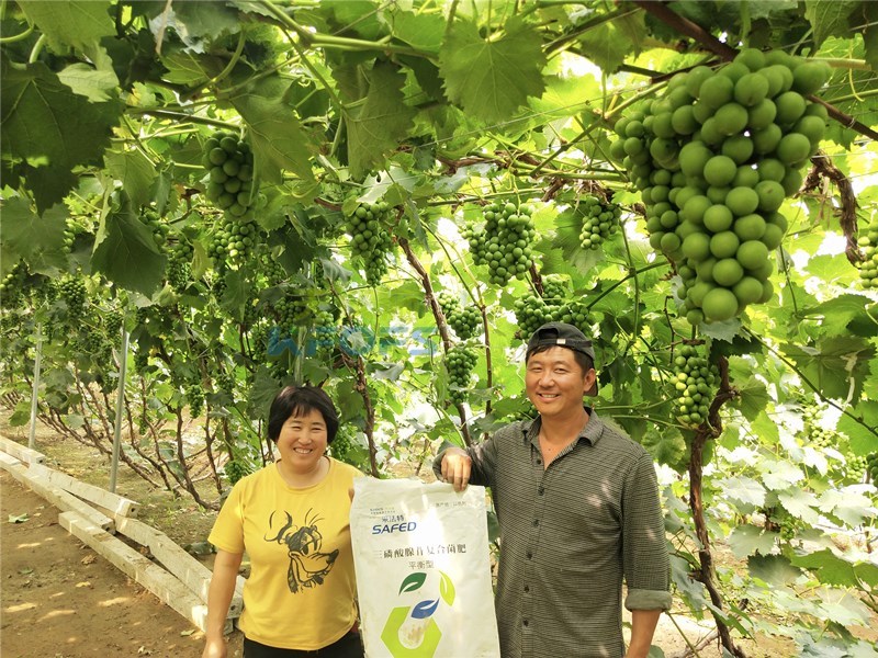 葡萄種植最適合的肥料選擇