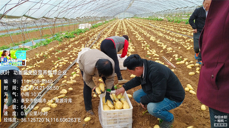 礦源黃腐酸鉀，改良土壤的好幫手