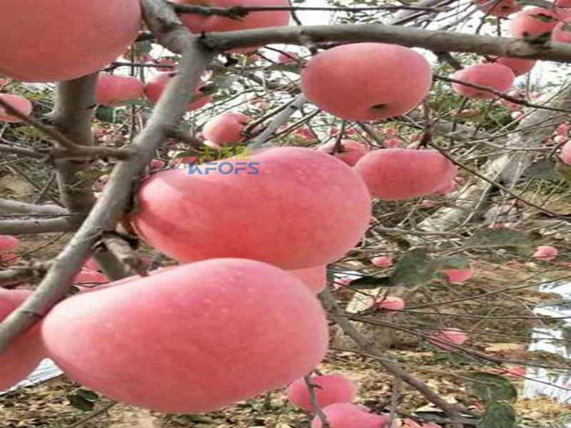 生物菌肥哪種好？