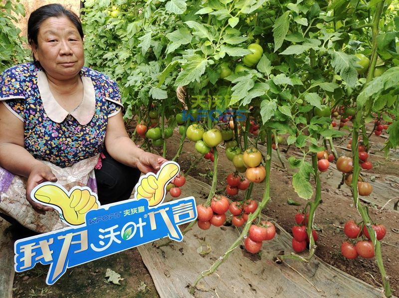 沃葉水溶肥怎么樣-沃葉用戶見證1.png