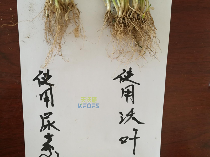 小麥拔節(jié)期用什么肥-沃葉效果對(duì)比.png