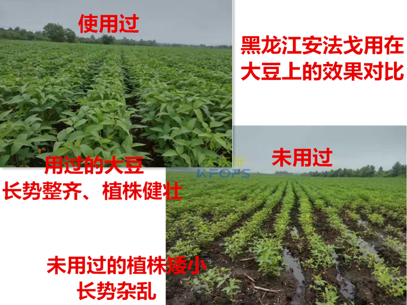 除草劑什么時候打好.png