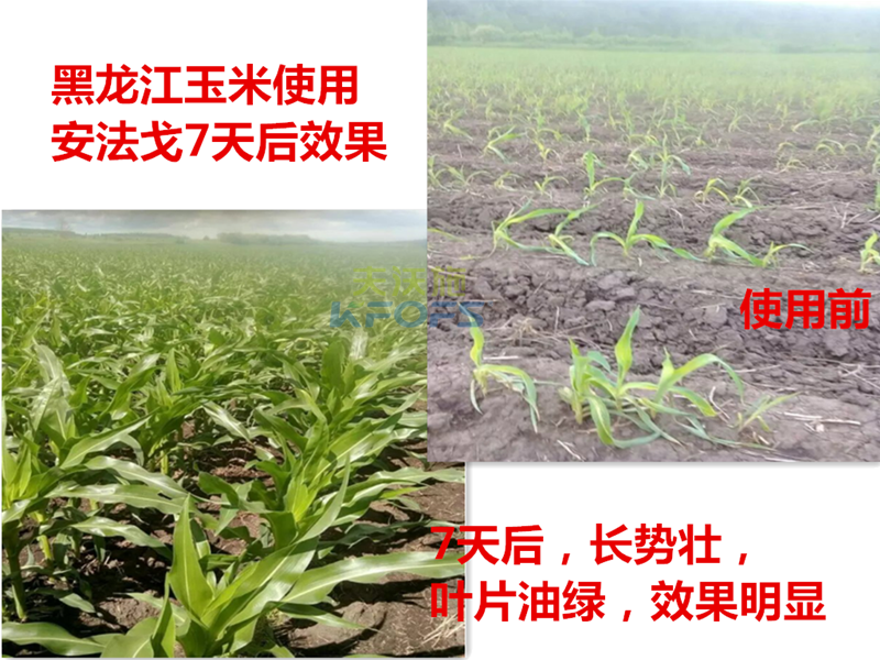 除草劑什么時候打好1.png