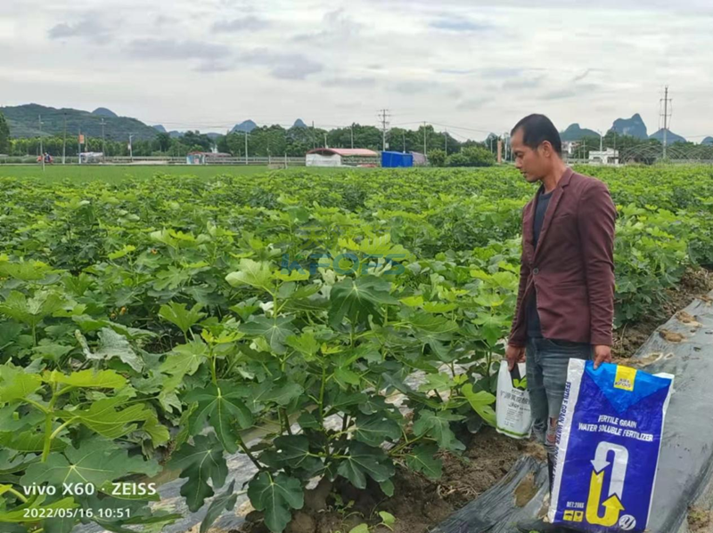 無花果施什么肥果實大-沃葉顆粒肥1.png