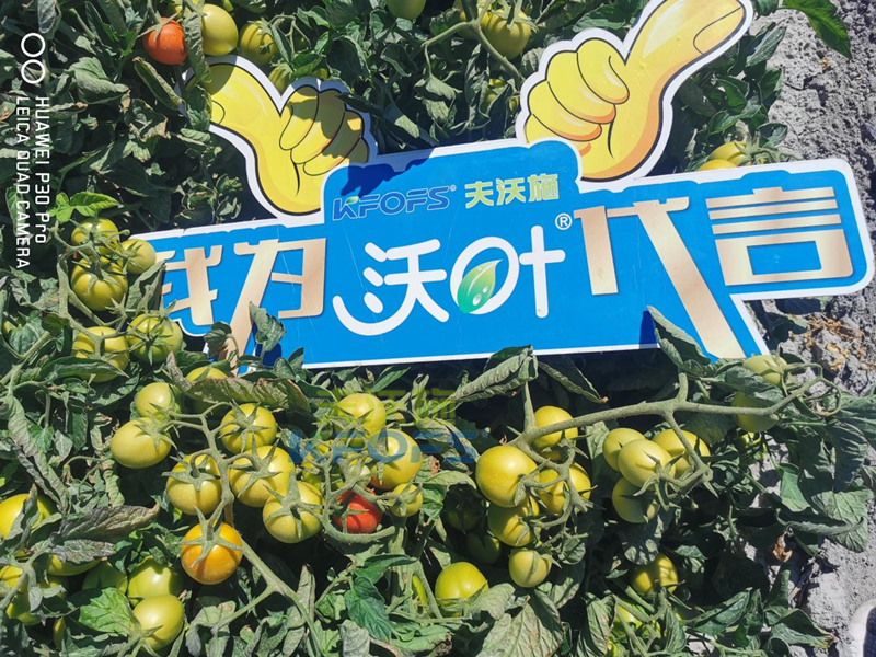 水溶肥-番茄用沃葉水溶肥1.png