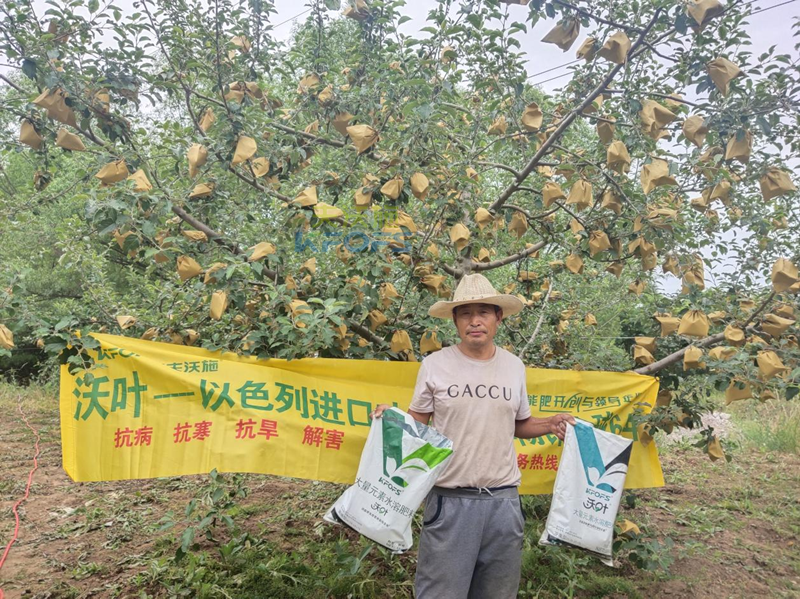 蘋(píng)果用什么水溶肥好，馮大哥推薦沃葉